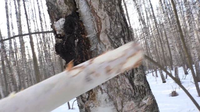 ЧАГА этот полезный гриб можно собирать КРУГЛЫЙ ГОД! Но лучше в марте!