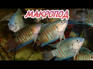МАКРОПОД. СОДЕРЖАНИЕ И РАЗВЕДЕНИЕ В АКВАРИУМЕ.