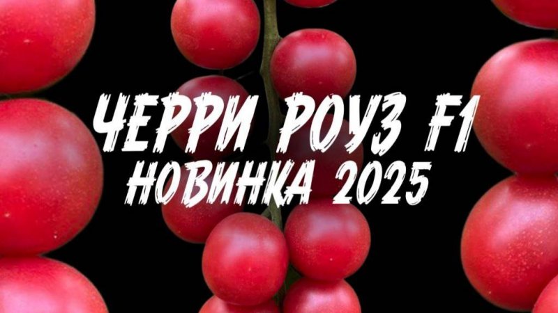 284. Секретная новинка 2025 года - Черри Роуз - 2