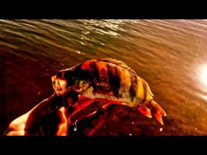 Окунь летом на мепс циклоп