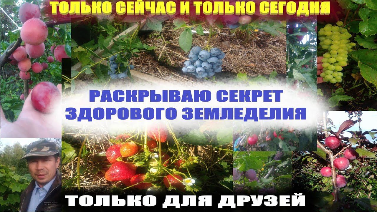Обработка почвы от болезней.Чем обработать почву осенью,весной