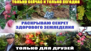 Обработка почвы от болезней.Чем обработать почву осенью,весной