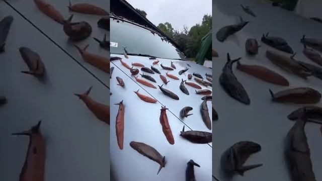 Слизняки