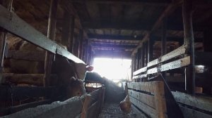 деревенские будни