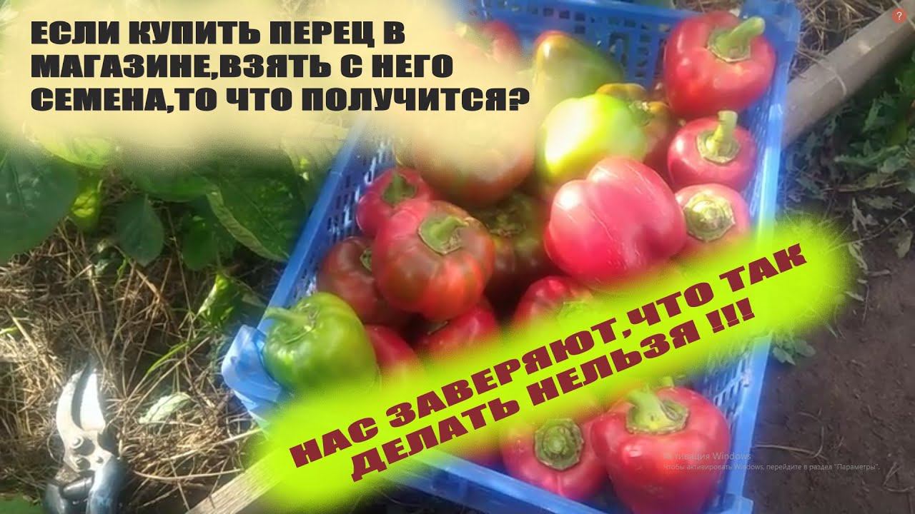 Посадка семян из покупного перца.Правда,которую от нас пытаются специально скрыть