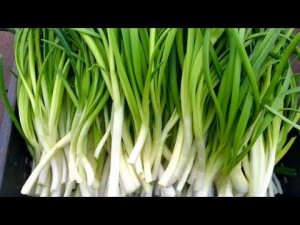 Лук на зелень в опилках