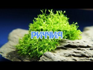 РИЧЧИЯ. РАЗМНОЖЕНИЕ И СОДЕРЖАНИЕ В АКВАРИУМЕ