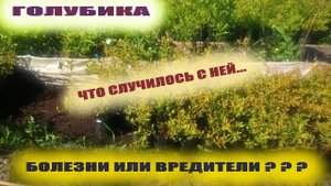 Что случилось с голубикой садовой.Вредители или болезни...