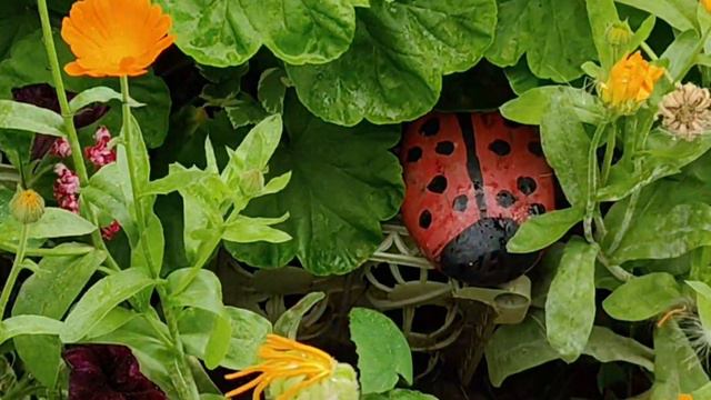 Деревенский колорит под дождем и после.