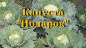 Капуста Подарок