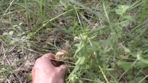 УШЁЛ В ЛЕС ПО ГРИБЫ!  СПАСИБО ЛЕСУ ЗА ЭТО! Грибы и лес!