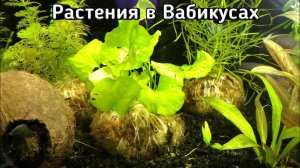 Как сажать растения в кочку