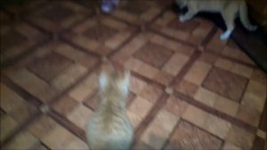 Котята играют с кузнечиком