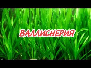 ВАЛЛИСНЕРИЯ. СОДЕРЖАНИЕ В АКВАРИУМЕ.