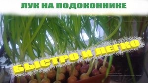 Как посадить и вырастить зеленый лук зимой на подоконнике.Лук на перо