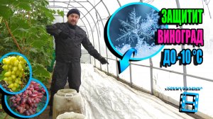 ВИНОГРАДНИК VS ЗАМОРОЗКИ! ЧТО ПОБЕДИТ ПРИ ТЕМПЕРАТУРЕ -10°C? СЕВЕРНЫЙ ВИНОГРАДНИК 24-28