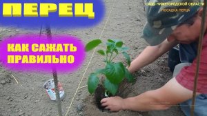 Посадка сладкого перца.Сажаем перец в открытый грунт
