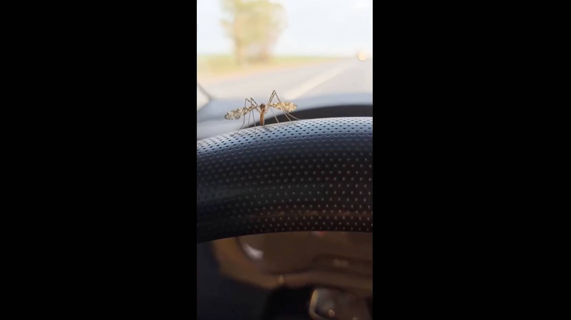 Попробуй не засмеяться №55 - Лучшие Приколы 2024. #шоу #shorts #ютубшортс #смех #приколы #мемы смотреть онлайн