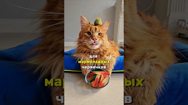 Мармеладные червячки или мишки? #юмор #животные #котики #коты