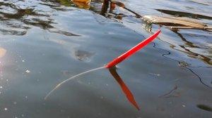 РЫБАЛКА НА ПОПЛАВОК ОСЕНЬЮ - КРУПНЫЙ КАРАСЬ, ЛЕЩ БОНУСОМ на удочки и пикер