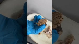 Ромбовидный мозг