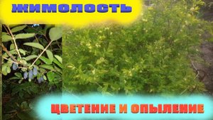 Когда цветёт съедобная жимолость весной и кто её опыляет
