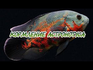 КОРМЛЕНИЕ АСТРОНОТУСА