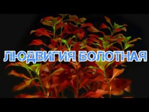 ЛЮДВИГИЯ БОЛОТНАЯ. СОДЕРЖАНИЕ В АКВАРИУМЕ