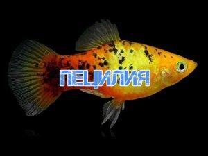ПЕЦИЛИЯ. СОДЕРЖАНИЕ В АКВАРИУМЕ