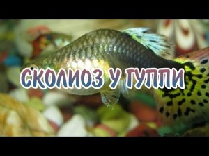 ПОЧЕМУ У ГУППИ ИСКРИВЛЯЕТСЯ ПОЗВОНОЧНИК !?