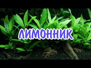 ЛИМОННИК. СОДЕРЖАНИЕ В АКВАРИУМЕ.