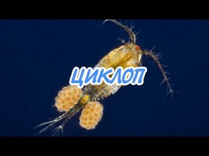 ЦИКЛОП. КОРМЛЕНИЕ АКВАРИУМНЫХ РЫБОК