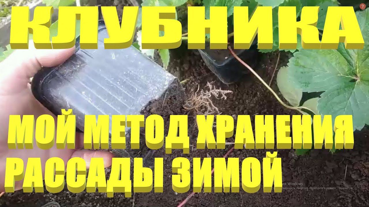 САЖЕНЦЫ КЛУБНИКИ.Храним саженцы клубники зимой
