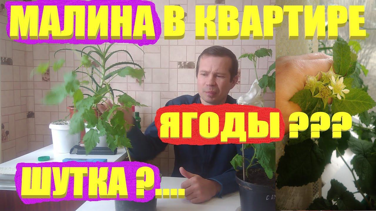 МАЛИНА/выращиваем и размножаем/ЯГОДЫ ЗИМОЙ в квартире