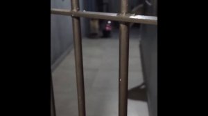 Смешные коты