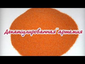 Кормлю рыбок декапсулированной артемией