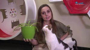 Коты и цветы. Как выбрать безопасные для домашнего любимца комнатные растения