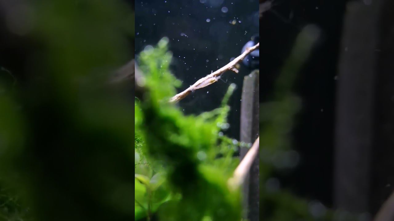 Креветка в тренде смотреть онлайн