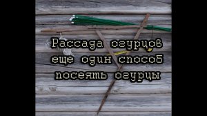 Рассада огурцов. Еще один способ посеять огурцы
