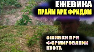 Ежевика Прайм арк фридом.Ошибки при формировании куста