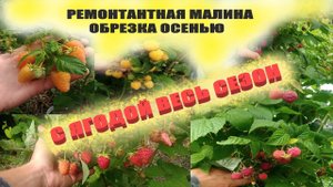 Обрезка ремонтантной малины осенью//Как обрезать малину,чтобы собирать урожай и летом и осенью