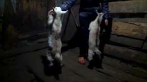 Козлята ходят на задних ногах