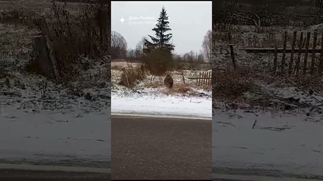 Неожиданная встреча с диким кабаном