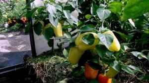 Собрала Семена с Гибрида ( F1 ) сорта Звезда Востока и выращиваю Первую Репродукцию.