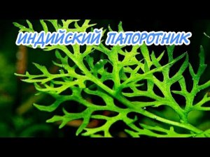 ИНДИЙСКИЙ ПАПОРОТНИК. СОДЕРЖАНИЕ В АКВАРИУМЕ.
