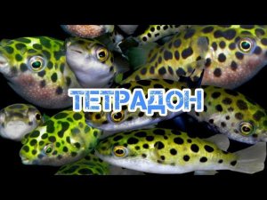 ТЕТРАДОН . СОДЕРЖАНИЕ В АКВАРИУМЕ