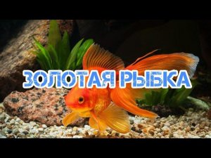 ЗОЛОТАЯ РЫБКА . СОДЕРЖАНИЕ И РАЗВЕДЕНИЕ В АКВАРИУМЕ