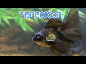 ТЕЛЕСКОП . СОДЕРЖАНИЕ В АКВАРИУМЕ