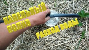 Капельный полив.Расчет капельного полива