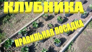Как сажать рассаду клубники в открытый грунт правильно